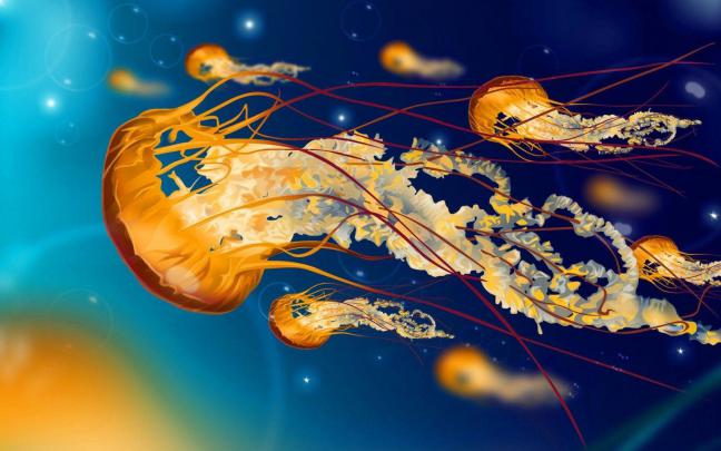 Colorful Jellyfish Wallpapers