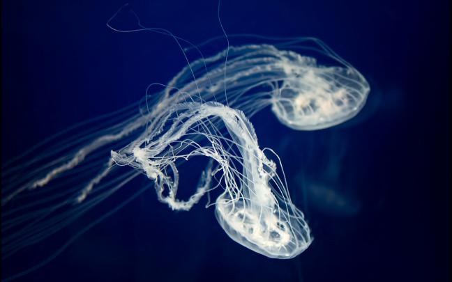 Jellyfish Wallpapers