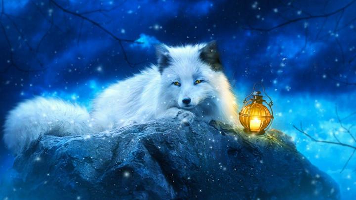 Cute Fox Anime Wallpapers