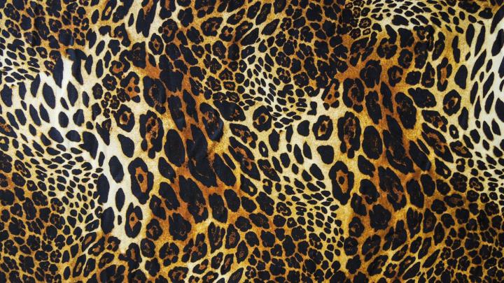Leopard Print Desktop Wallpaper