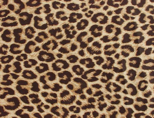 leopard print wallpaper - HD Desktop Wallpapers