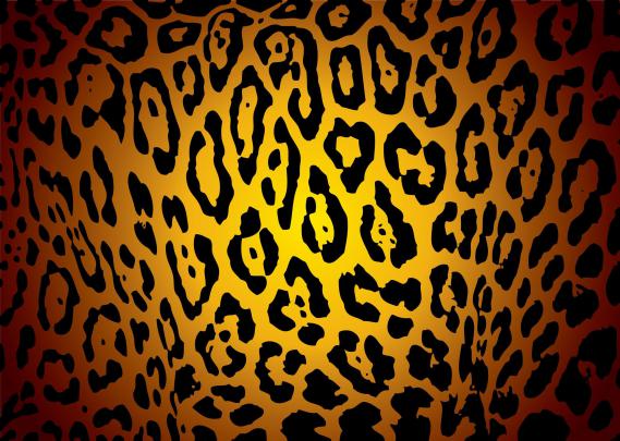 Animal Print Desktop Backgrounds