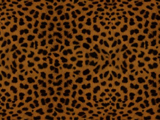 leopard print wallpaper border - HD Desktop Wallpapers