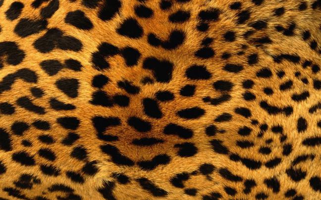 Animal Print Desktop Backgrounds \u00b7\u2460 