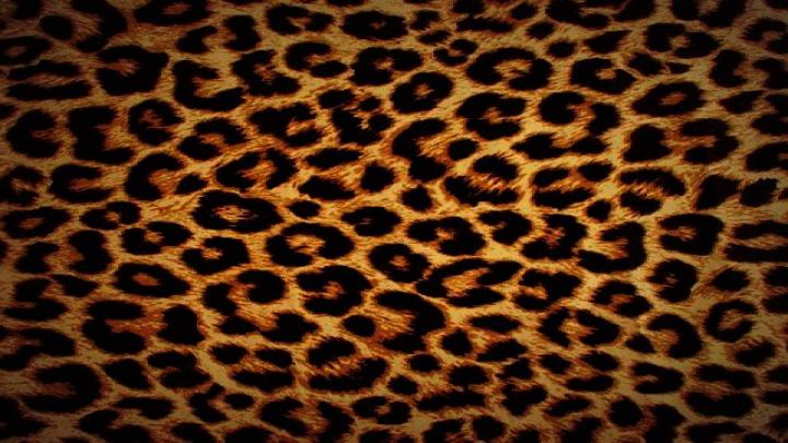 Animal High Definition Wallpapers Free Download - High Resolution 