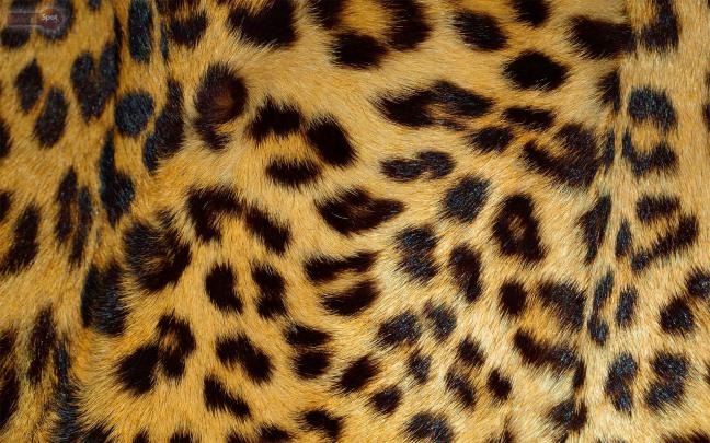 Animal Print Desktop Backgrounds \u00b7\u2460 