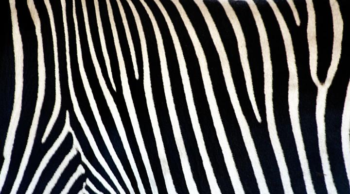 Animal Print Desktop Backgrounds