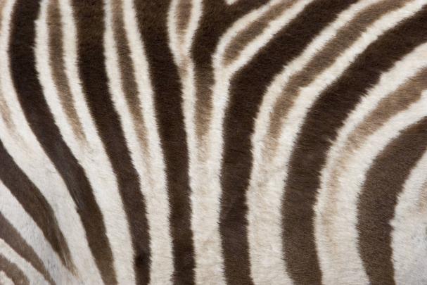 Animal Print Desktop Backgrounds