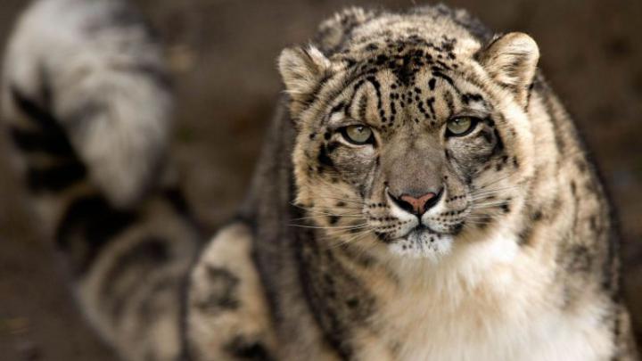 leopard print hd wallpaper - HD Desktop Wallpapers