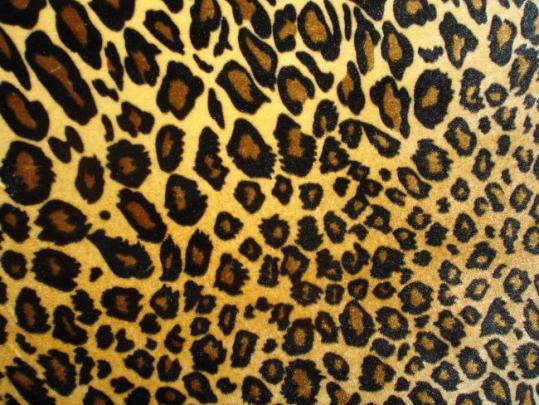 Amazing Leopard Print | Free Wallpapers