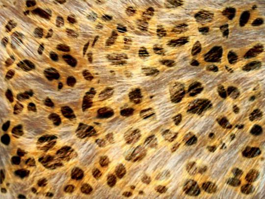 Amper Bae: leopard print backgrounds