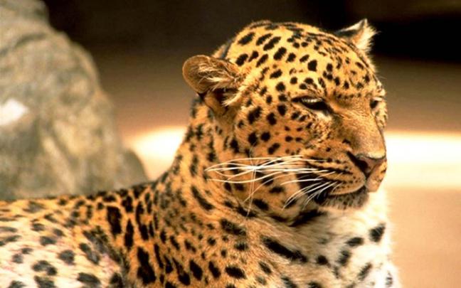 [43+] HD Leopard Print Wallpaper 