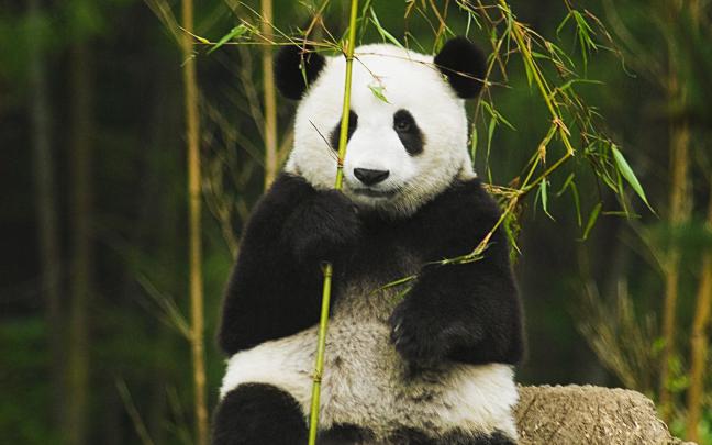 Panda Desktop Wallpaper