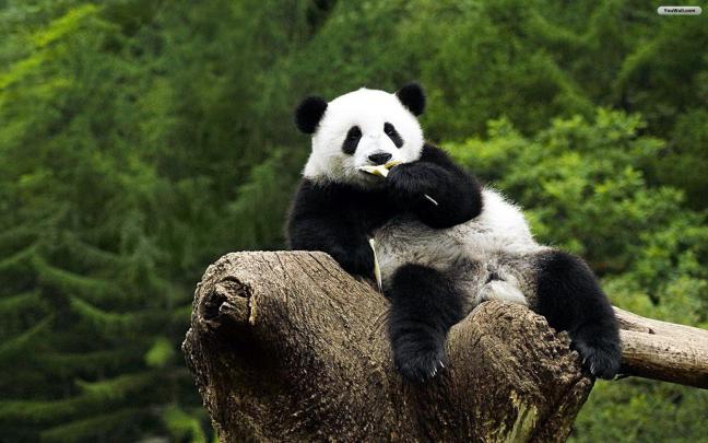 Giant Panda Wallpapers