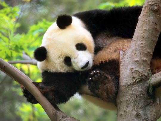 panda desktop background - HD Desktop Wallpapers