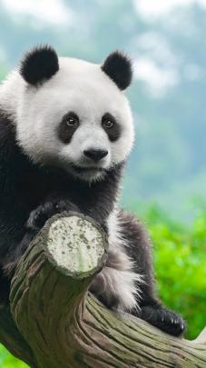 Animals Panda Wallpapers