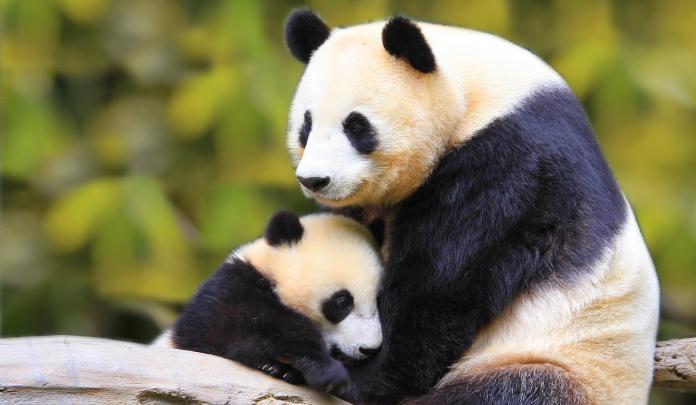 Panda Full HD Wallpapers, Panda Wallpapers, Panda HD Desktop Wallpapers 