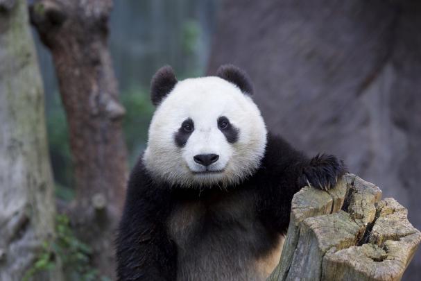 animals, Panda Wallpapers HD \/ Desktop and Mobile Backgrounds