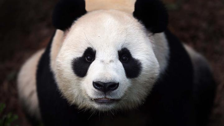 panda cute wallpaper - HD Desktop Wallpapers