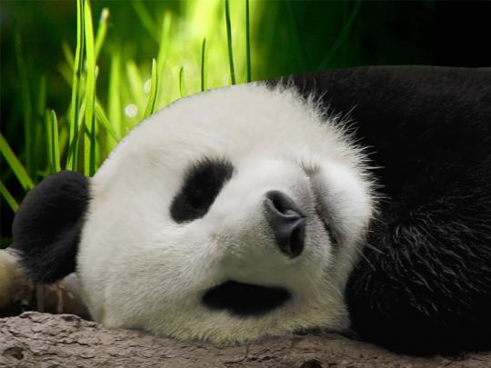 Wallpapers Download: Panda Desktop Wallpapers
