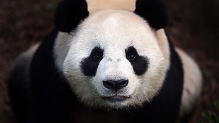 panda Wallpapers HD \/ Desktop and Mobile Backgrounds