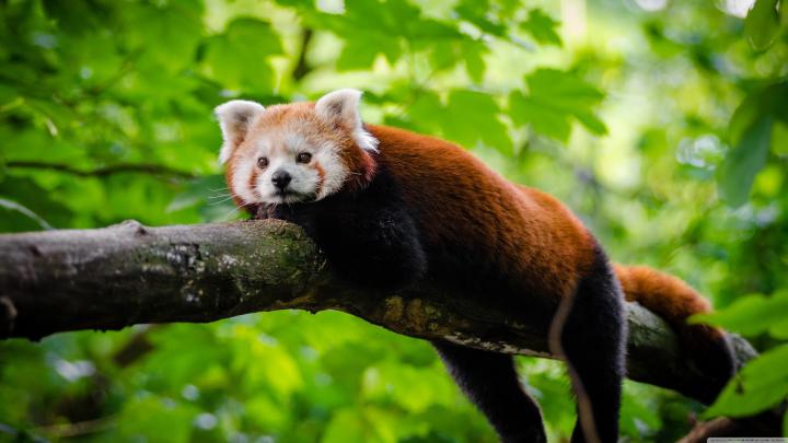UHD Wallpapers and 4K Desktop Backgrounds Free Download: Cute Red Panda 