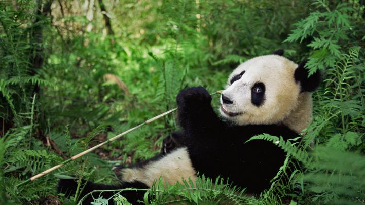 Wolong Panda \u2013 Bing Wallpaper Download
