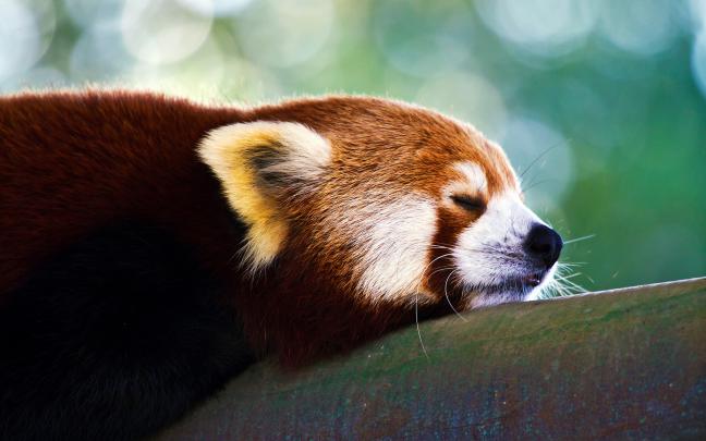 red panda sleeping - HD Desktop Wallpapers