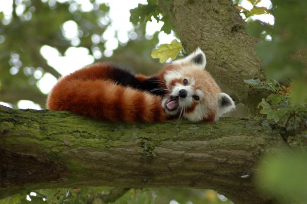 animals, Red Panda Wallpapers HD \/ Desktop and Mobile Backgrounds
