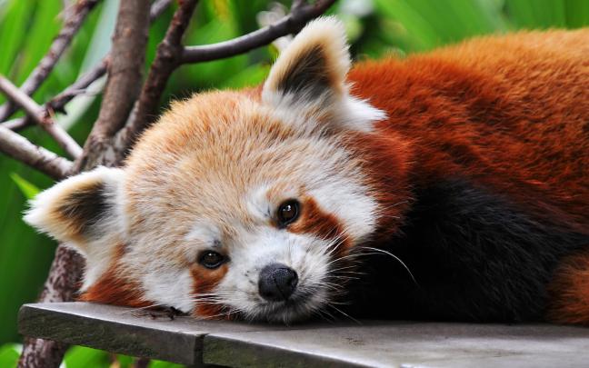 Red Panda Pics And Wallpaper Free download for Desktop | Free Best Pics