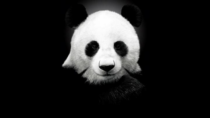 panda Wallpapers HD \/ Desktop and Mobile Backgrounds