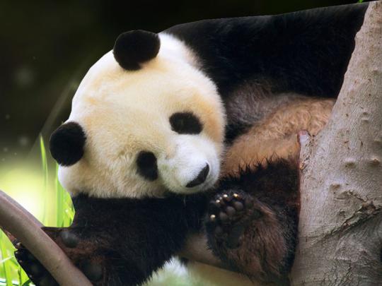 Wallpapers Download: Panda Desktop Wallpapers