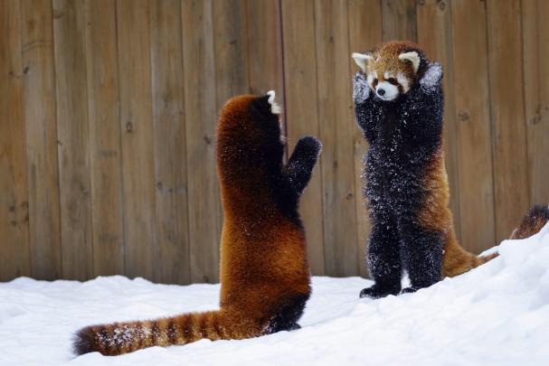 animals, Mammals, Red panda HD Wallpapers \/ Desktop and Mobile Images 