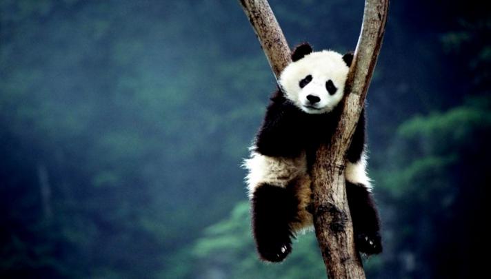 Panda Bear Desktop Wallpapers | Eazy Wallpapers