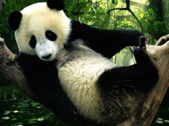 Panda Desktop Wallpapers:Computer Wallpaper | Free Wallpaper Downloads