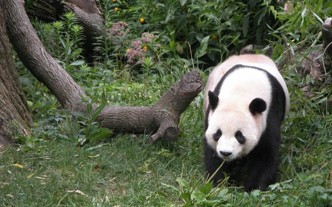 Cute Panda Bears HD Wallpapers | Desktop Wallpapers