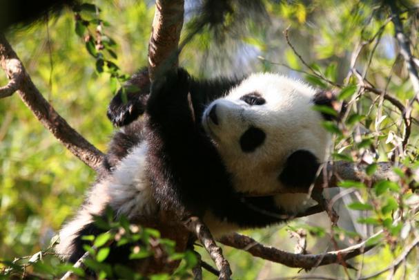 baby panda cute A7 - HD Desktop Wallpapers