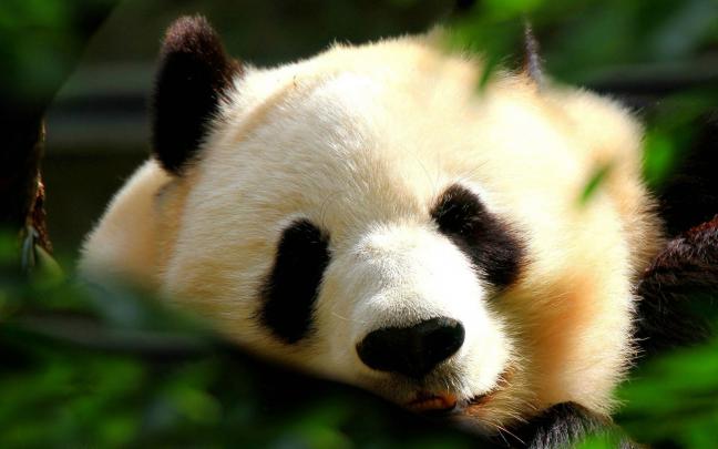panda hd wallpapers - HD Desktop Wallpapers