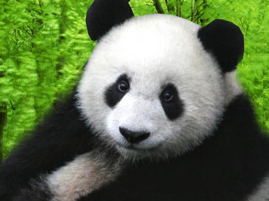 Panda Desktop Wallpapers:Computer Wallpaper | Free Wallpaper Downloads