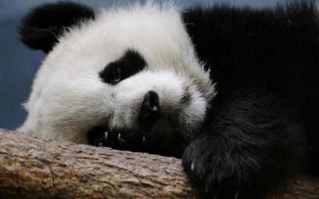 cute panda wallpaper - HD Desktop Wallpapers
