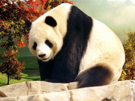 Panda Desktop Wallpapers:Computer Wallpaper | Free Wallpaper Downloads