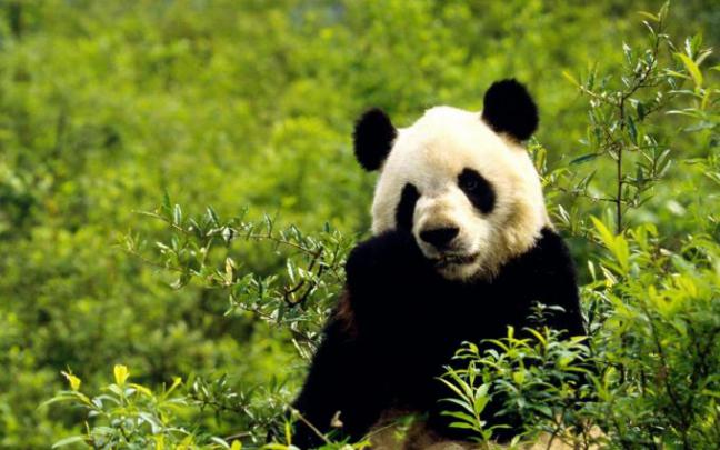 panda hd pictures - HD Desktop Wallpapers
