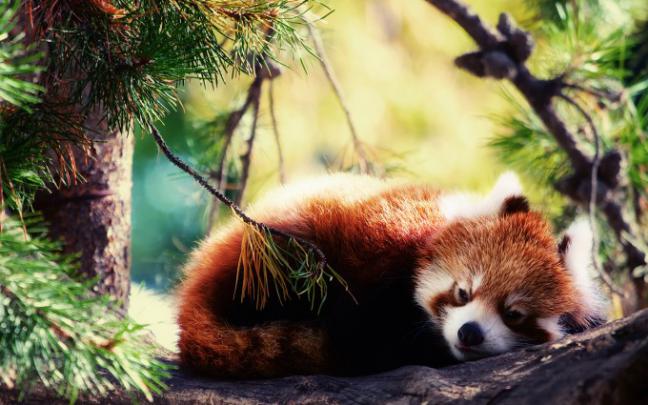 red panda forest - HD Desktop Wallpapers