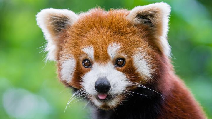 Desktop Wallpaper Cute, Red Panda, Muzzle, Animal, Hd Image, Picture 