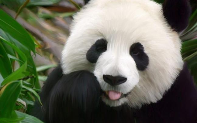 panda desktop wallpaper - HD Desktop Wallpapers