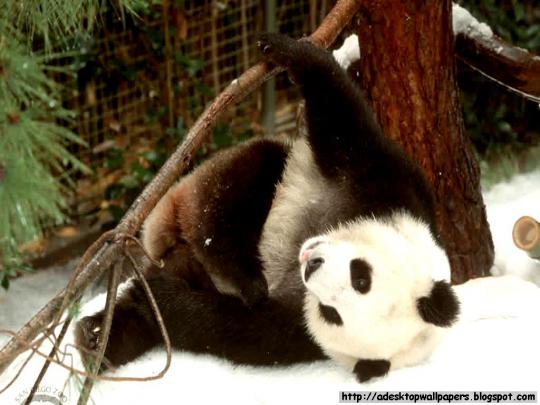 Funny Giant Panda Desktop Wallpapers
