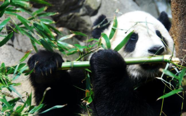 Funny panda wallpaper desktop |Funny Animal