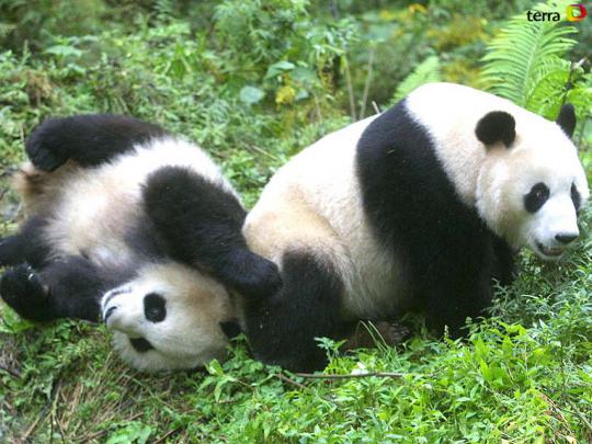 Free download Funny panda wallpaper desktop Funny Animal [1024x768] for 
