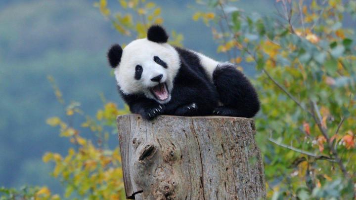 Baby Panda HD Wallpapers