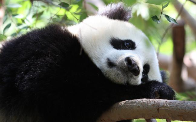 panda hd wallpaper - HD Desktop Wallpapers